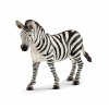 Zebre (femelle)